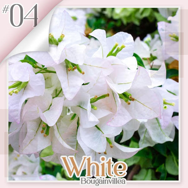 🌱 GFOUK® Colorful Bougainvillea Climber Vine 🇺🇸 Cultivated in USA