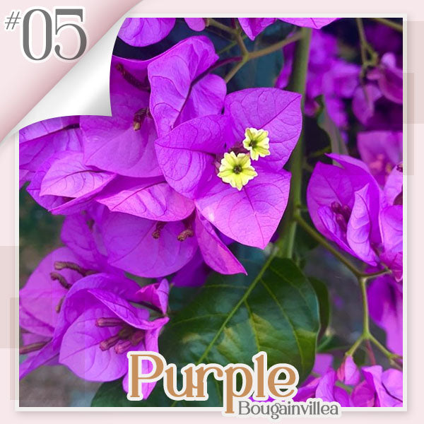 🌱 GFOUK® Colorful Bougainvillea Climber Vine 🇺🇸 Cultivated in USA
