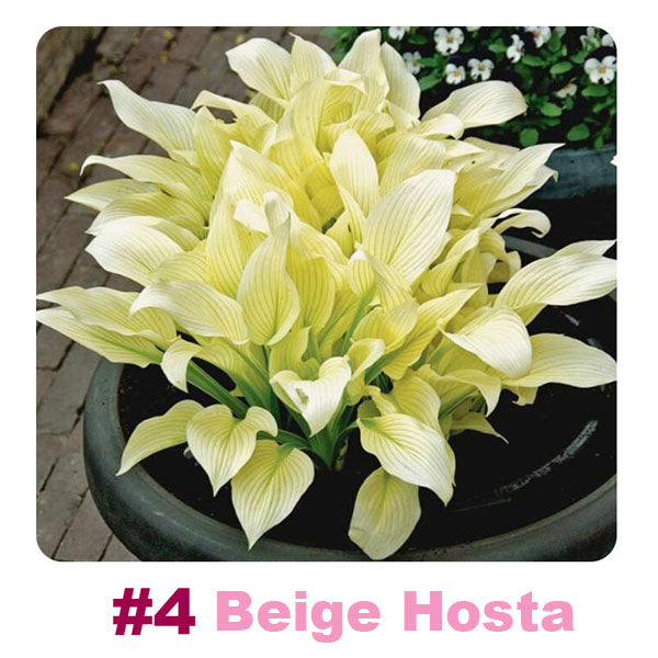 ๐ฑ 100 Mixed Hosta Jardin Perennials Lily Flower Seeds ๐บ๐ธ Cultivated in USA