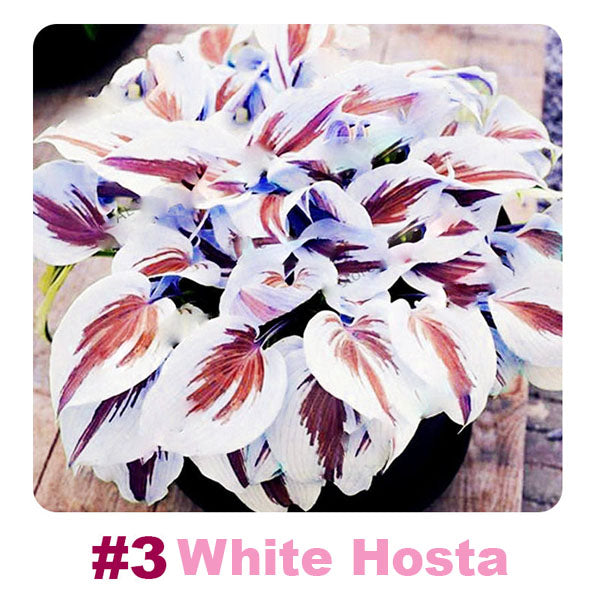 ๐ฑ 100 Mixed Hosta Jardin Perennials Lily Flower Seeds ๐บ๐ธ Cultivated in USA