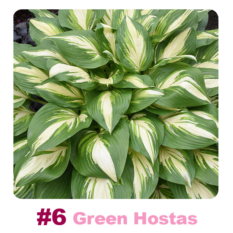 ๐ฑ 100 Mixed Hosta Jardin Perennials Lily Flower Seeds ๐บ๐ธ Cultivated in USA