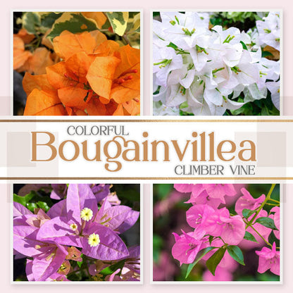🌱 GFOUK® Colorful Bougainvillea Climber Vine 🇺🇸 Cultivated in USA