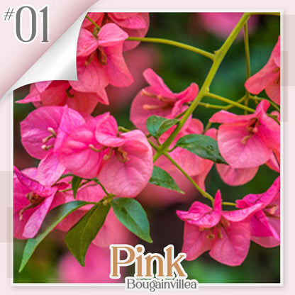 🌱 GFOUK® Colorful Bougainvillea Climber Vine 🇺🇸 Cultivated in USA