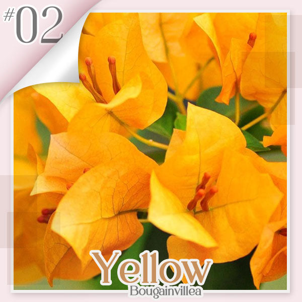 🌱 GFOUK® Colorful Bougainvillea Climber Vine 🇺🇸 Cultivated in USA