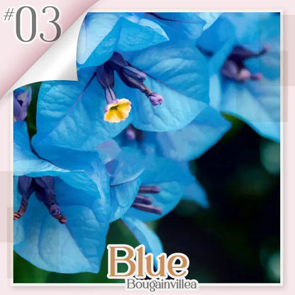 🌱 GFOUK® Colorful Bougainvillea Climber Vine 🇺🇸 Cultivated in USA