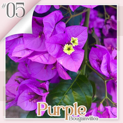 🌱 GFOUK® Colorful Bougainvillea Climber Vine 🇺🇸 Cultivated in USA