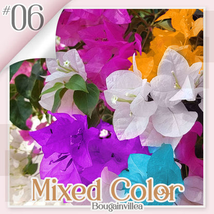 🌱 GFOUK® Colorful Bougainvillea Climber Vine 🇺🇸 Cultivated in USA